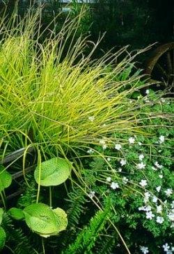 carex elata