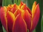Tulipano