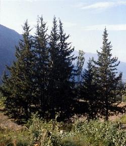 cupressus sempervirens