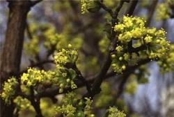 cornus mas