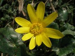 Ranunculus ficaria