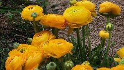 Ranuncolo - Ranunculus asiaticus - Giardino - Bulbi