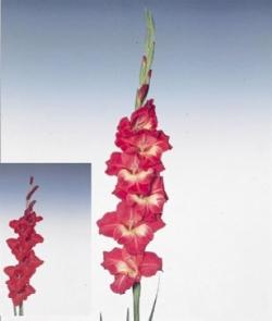 Gladiolus provenzale