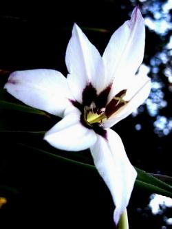 gladiolus callianthus