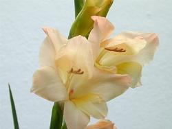 gladiolus