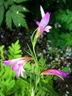 gladiolus palustris