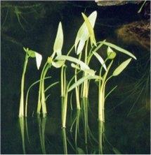 sagittaria