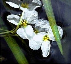 sagittaria kanziana