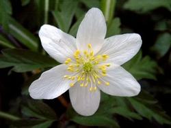 anemone nemerosa