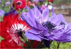 Anemone - Anemone - Giardino - Piante Perenni