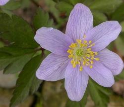 anemone nemerosa robinsoniana