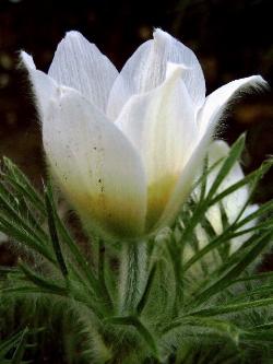 anemone alpina