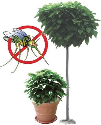 piante anti zanzare
