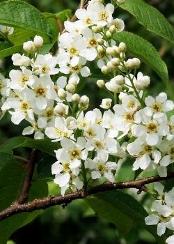 prunus padus