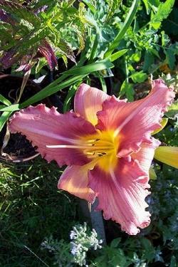 hemerocallis eyed beauty