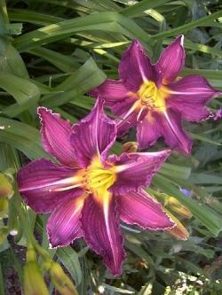 hemerocallis isolde