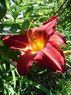 hemerocallis bridget