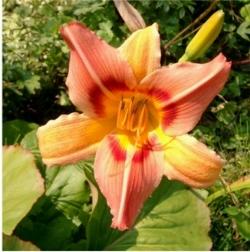 hemerocallis half pint