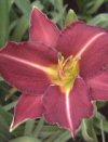 Hemerocallis - Hemerocallis - Giardino - Bulbi