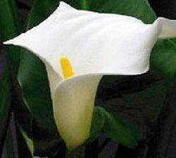 Calla - Zantedeschia aethiopica - Giardino - Bulbi