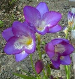 Freesia Earlyjune