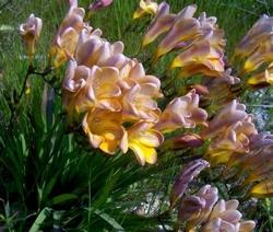 Freesia Refracta