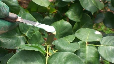 come proteggere le ferite