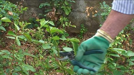 come potare una rosa