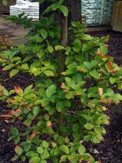 fagus sylvatica