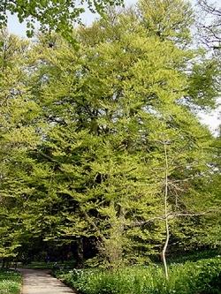 fagus sylvatica laciniata