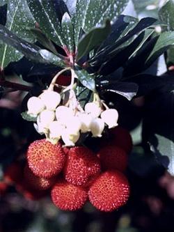 arbutus unen