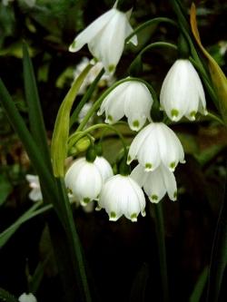 leucojum aestivum gravetye