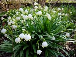 leucojum vernum