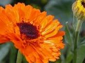 Calendula