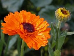 calendula officinalis