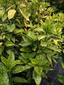 aucuba japonica variegata