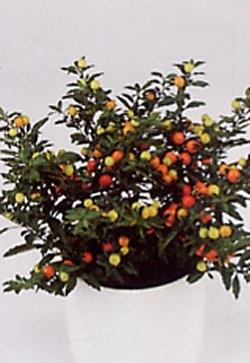 solanum pseudocapsicum