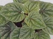 Peperomia