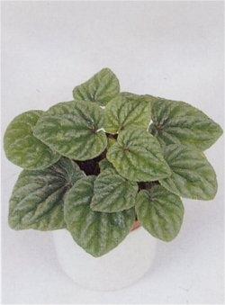 Peperomia Caperata