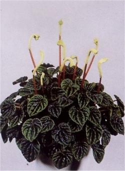 Peperomia Caperata