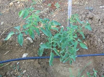 impianto irrigazione a goccia