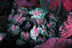 Caladio Mrs. Haldeman