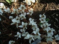 cyclamen hederifolium alba