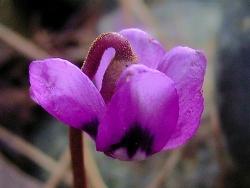 cyclamen coum 15090