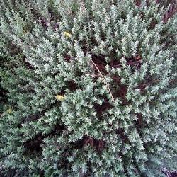 thymus vulgaris compactus