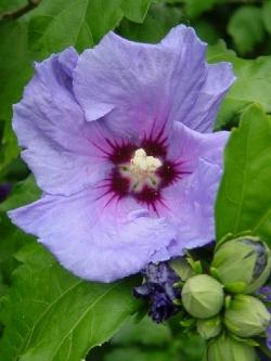 hibiscus syriacus blue bird