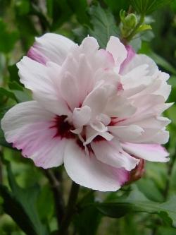 hibiscus syriacus lady stanley