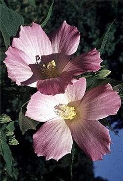 hibiscus moscheutos