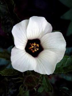 hibiscus trionum