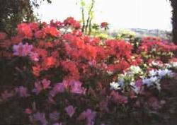 fiori azalea 